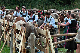 Bernhard Saalfeld - Viehscheid (6v9)